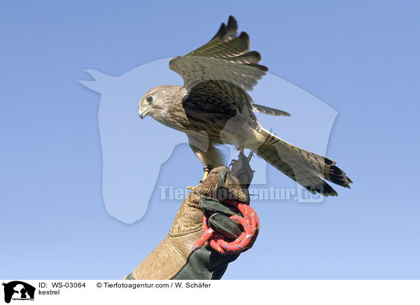 Turmfalke / kestrel / WS-03064