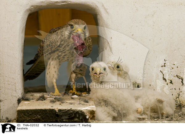 Turmfalken / kestrels / THA-02032