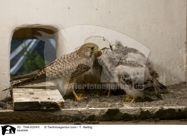 kestrels / THA-02043