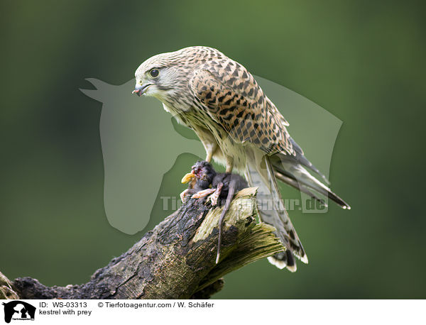 Turmfalke mit Beute / kestrel with prey / WS-03313