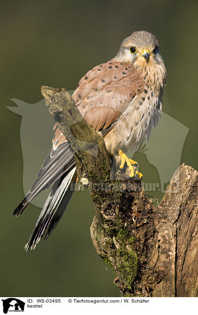 Turmfalke / kestrel / WS-03495