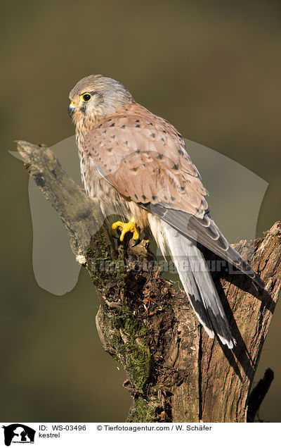 kestrel / WS-03496