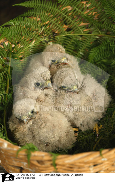 junge Turmfalken / young kestrels / AB-02173