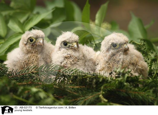 junge Turmfalken / young kestrels / AB-02175