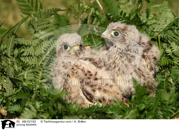 young kestrels / AB-02182