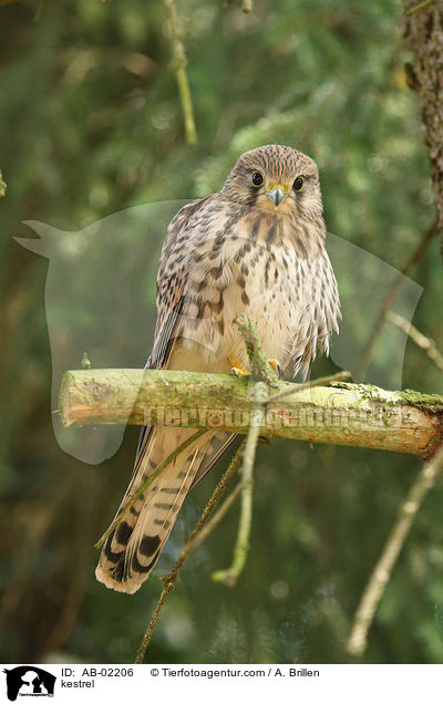 kestrel / AB-02206