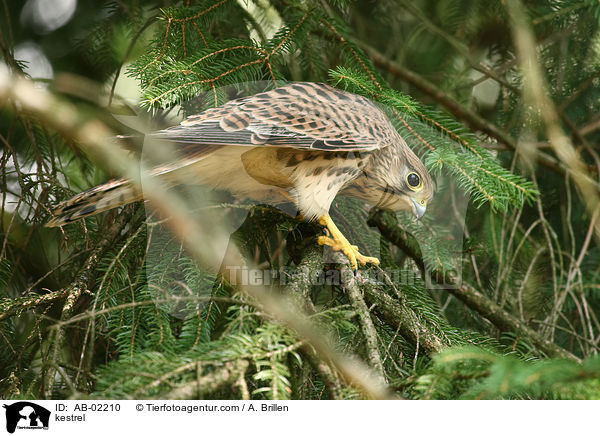 kestrel / AB-02210