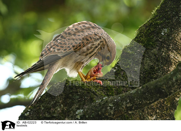 Turmfalken / kestrels / AB-02223