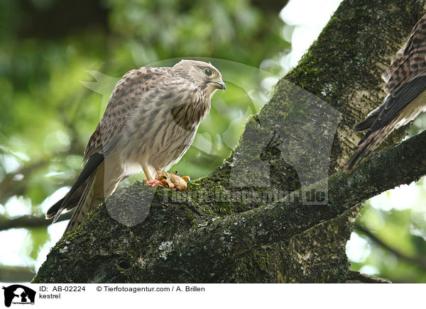Turmfalke / kestrel / AB-02224