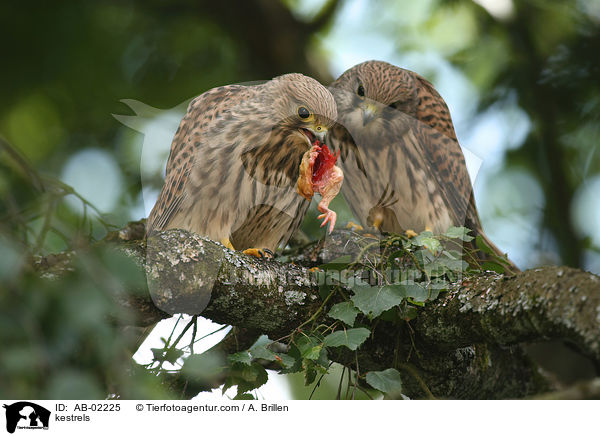 Turmfalken / kestrels / AB-02225