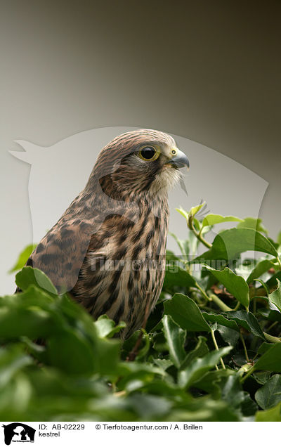 Turmfalke / kestrel / AB-02229