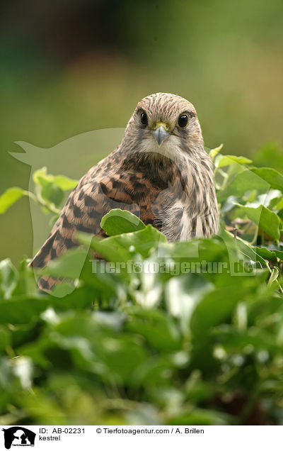 kestrel / AB-02231