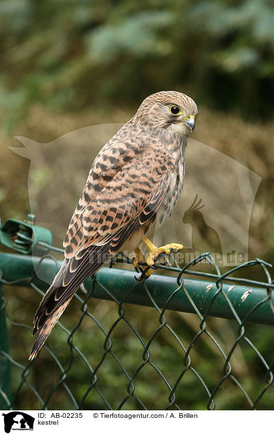 Turmfalke / kestrel / AB-02235