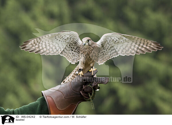 Turmfalke / kestrel / WS-04242