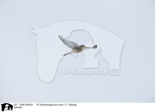 Turmfalke / kestrel / THA-04002