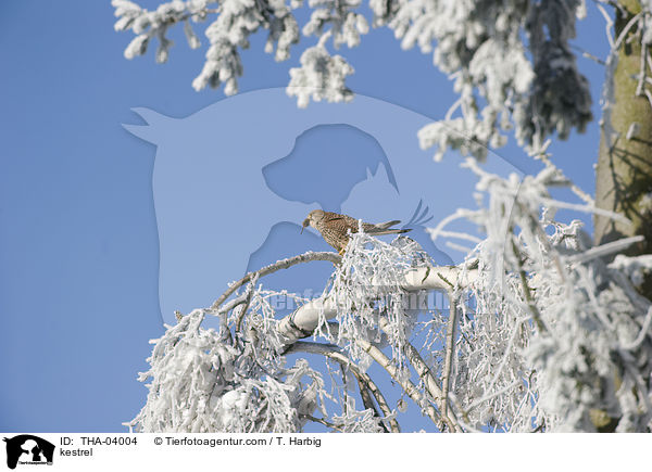 Turmfalke / kestrel / THA-04004