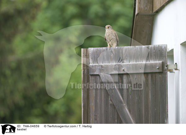 Turmfalke / kestrel / THA-04659