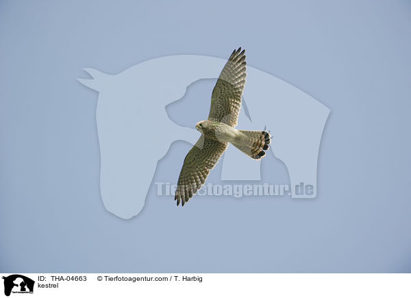 Turmfalke / kestrel / THA-04663