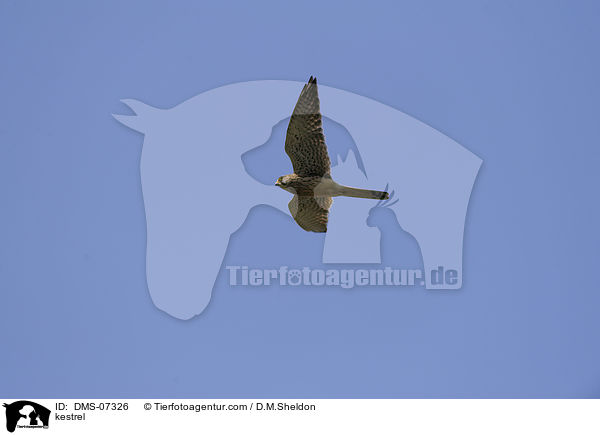 Turmfalke / kestrel / DMS-07326