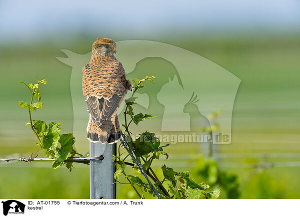 Turmfalke / kestrel / AT-01755