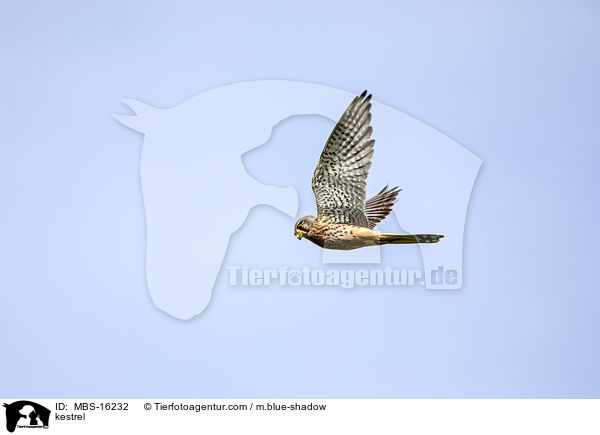 Turmfalke / kestrel / MBS-16232