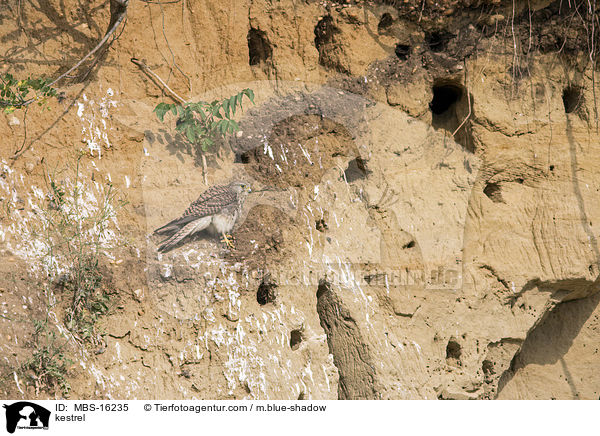 Turmfalke / kestrel / MBS-16235