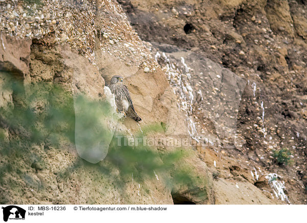 Turmfalke / kestrel / MBS-16236