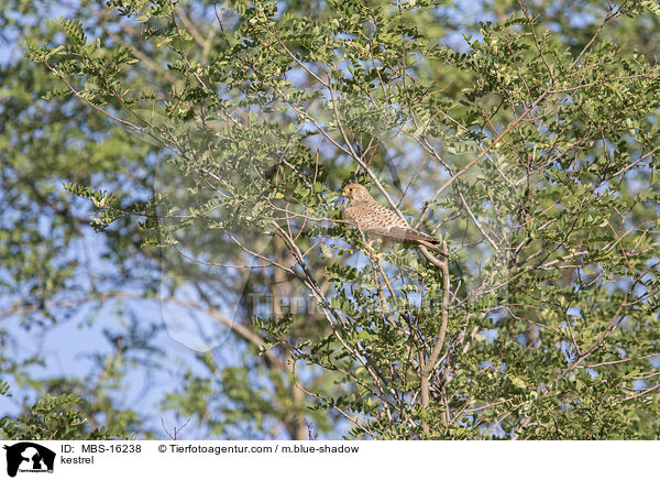 Turmfalke / kestrel / MBS-16238