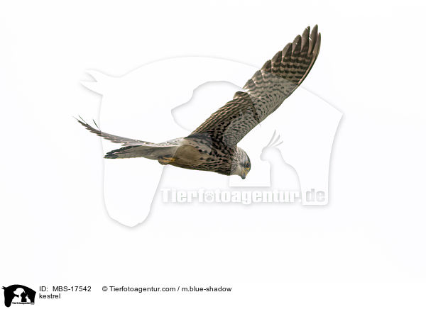 kestrel / MBS-17542