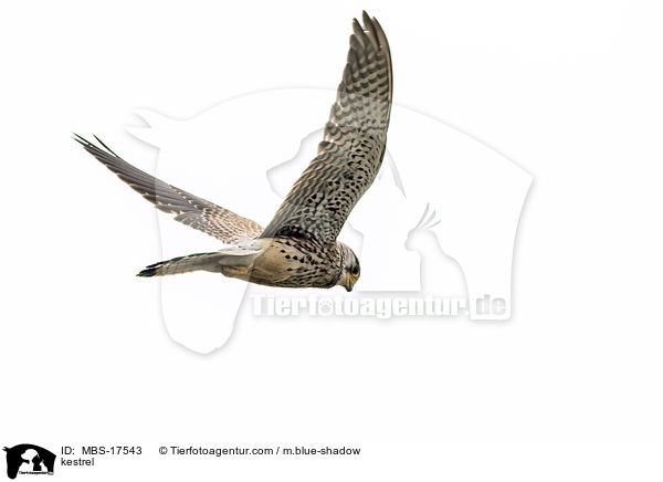 Turmfalke / kestrel / MBS-17543