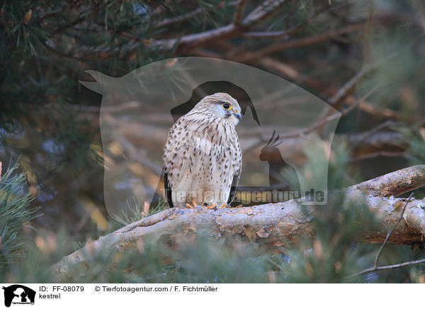 kestrel / FF-08079