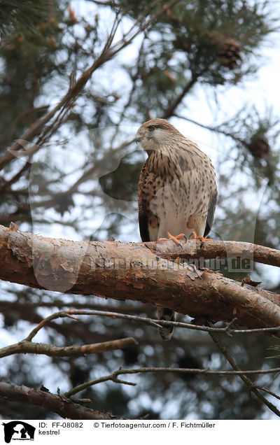 kestrel / FF-08082