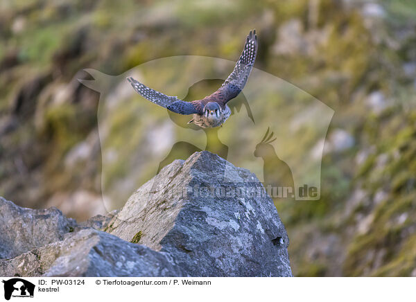 Turmfalke / kestrel / PW-03124