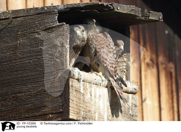 junge Turmfalken / young kestrels / FF-10369