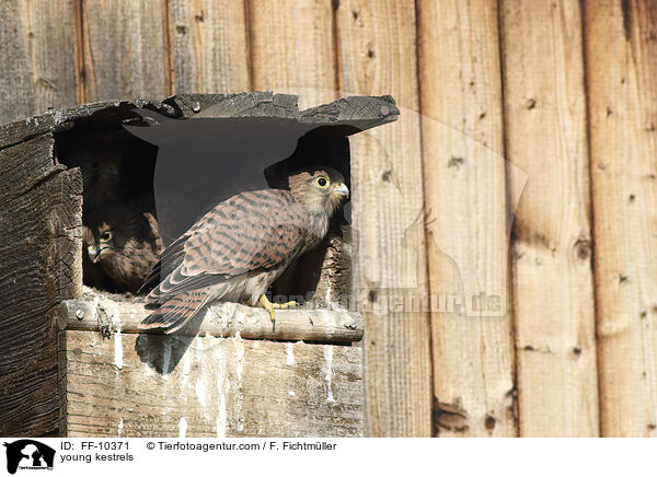 junge Turmfalken / young kestrels / FF-10371