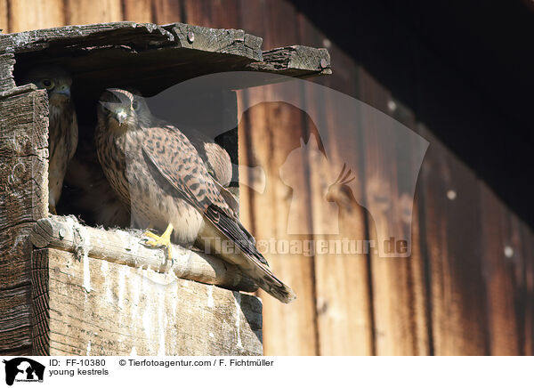 junge Turmfalken / young kestrels / FF-10380