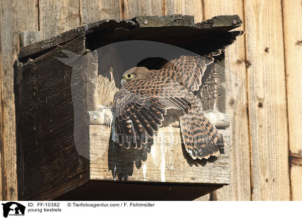 junge Turmfalken / young kestrels / FF-10382