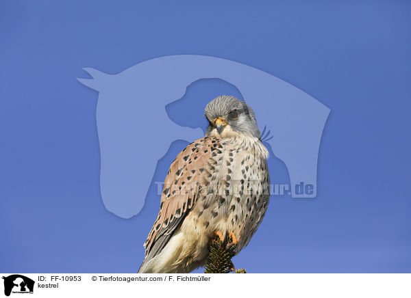 Turmfalke / kestrel / FF-10953