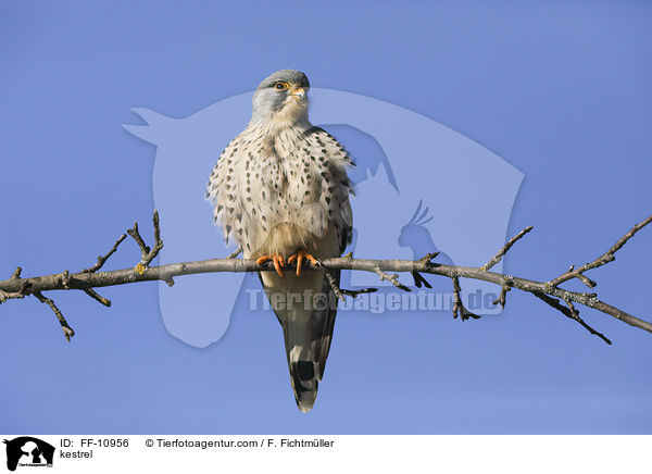 Turmfalke / kestrel / FF-10956