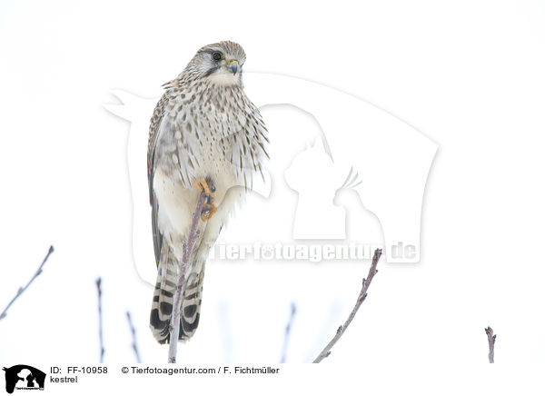 Turmfalke / kestrel / FF-10958