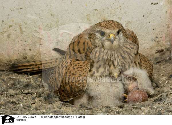 kestrels / THA-08525