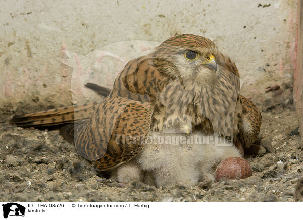 kestrels / THA-08526