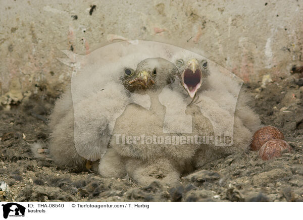kestrels / THA-08540