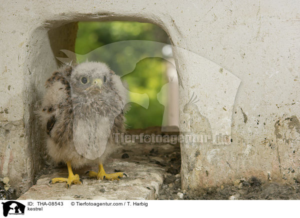 kestrel / THA-08543