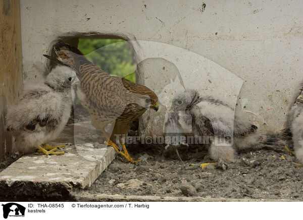 kestrels / THA-08545