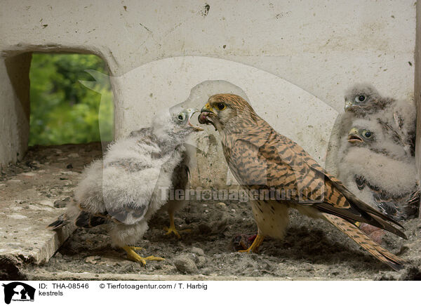 kestrels / THA-08546