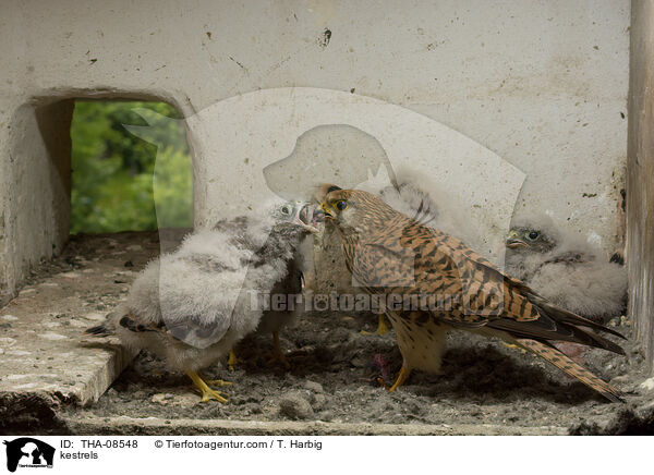Turmfalken / kestrels / THA-08548