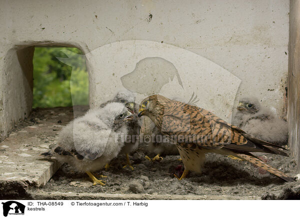 Turmfalken / kestrels / THA-08549