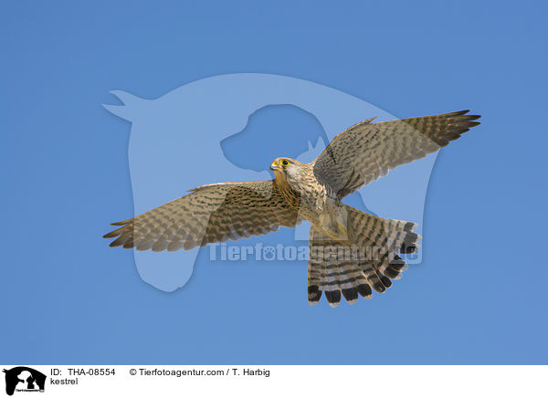 kestrel / THA-08554