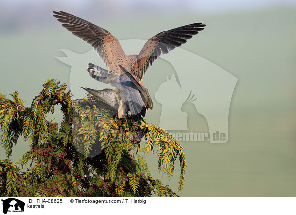 Turmfalken / kestrels / THA-08625